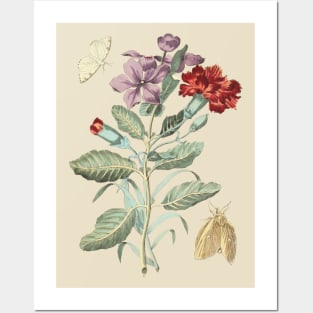 Flowers and Moths Vintage Botanical Illustration Posters and Art